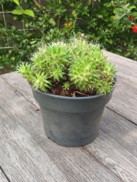 Mammillaria longimamma - vingercactus