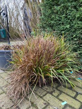 Grote pol hangende zegge