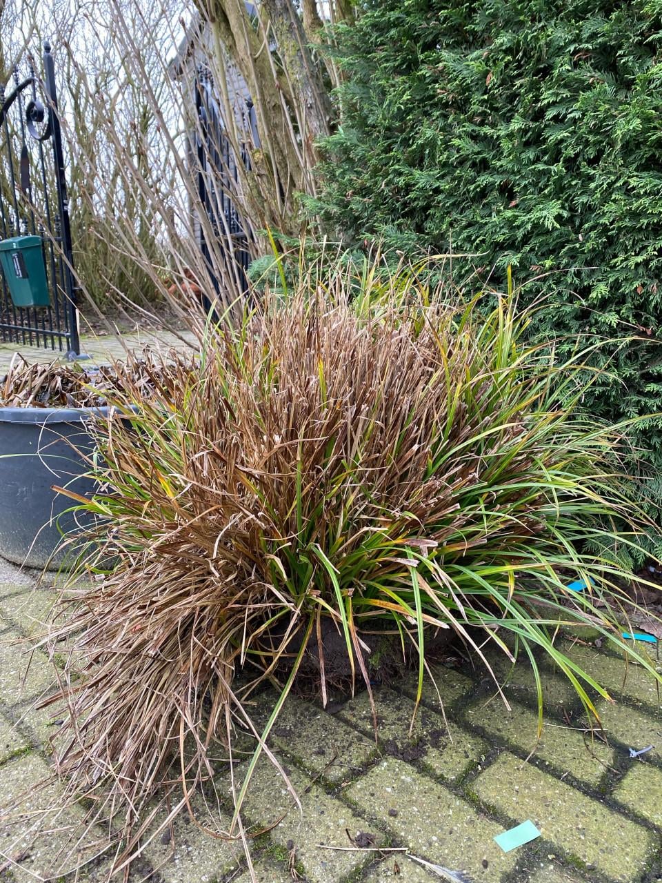 Grote pol hangende zegge