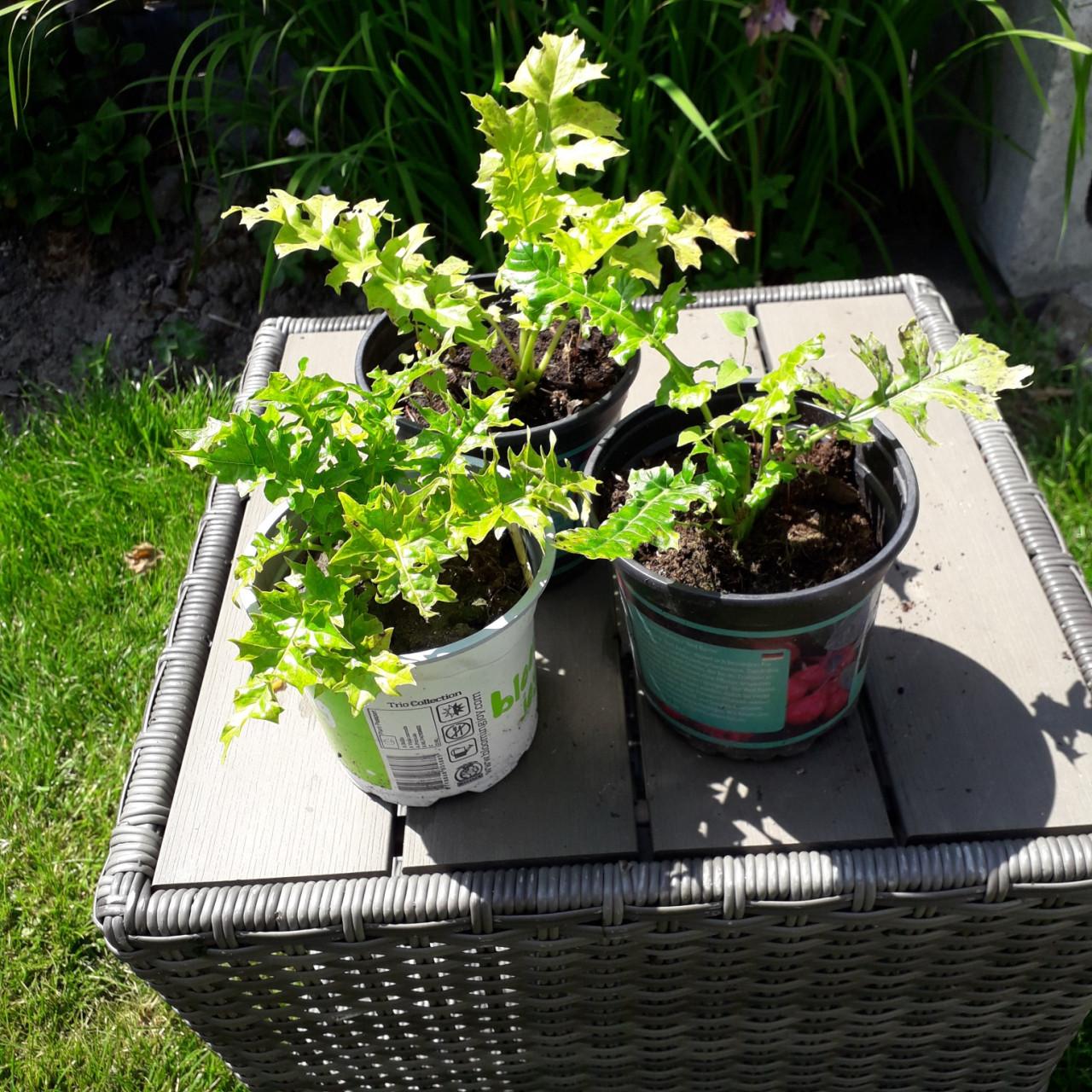 Verschillende  TUINPLANTEN.