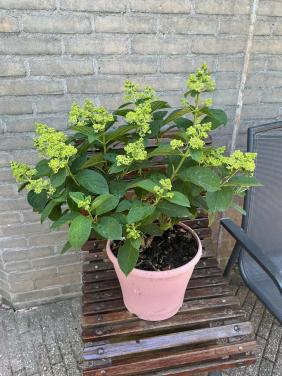Grote Pluim Hortensia