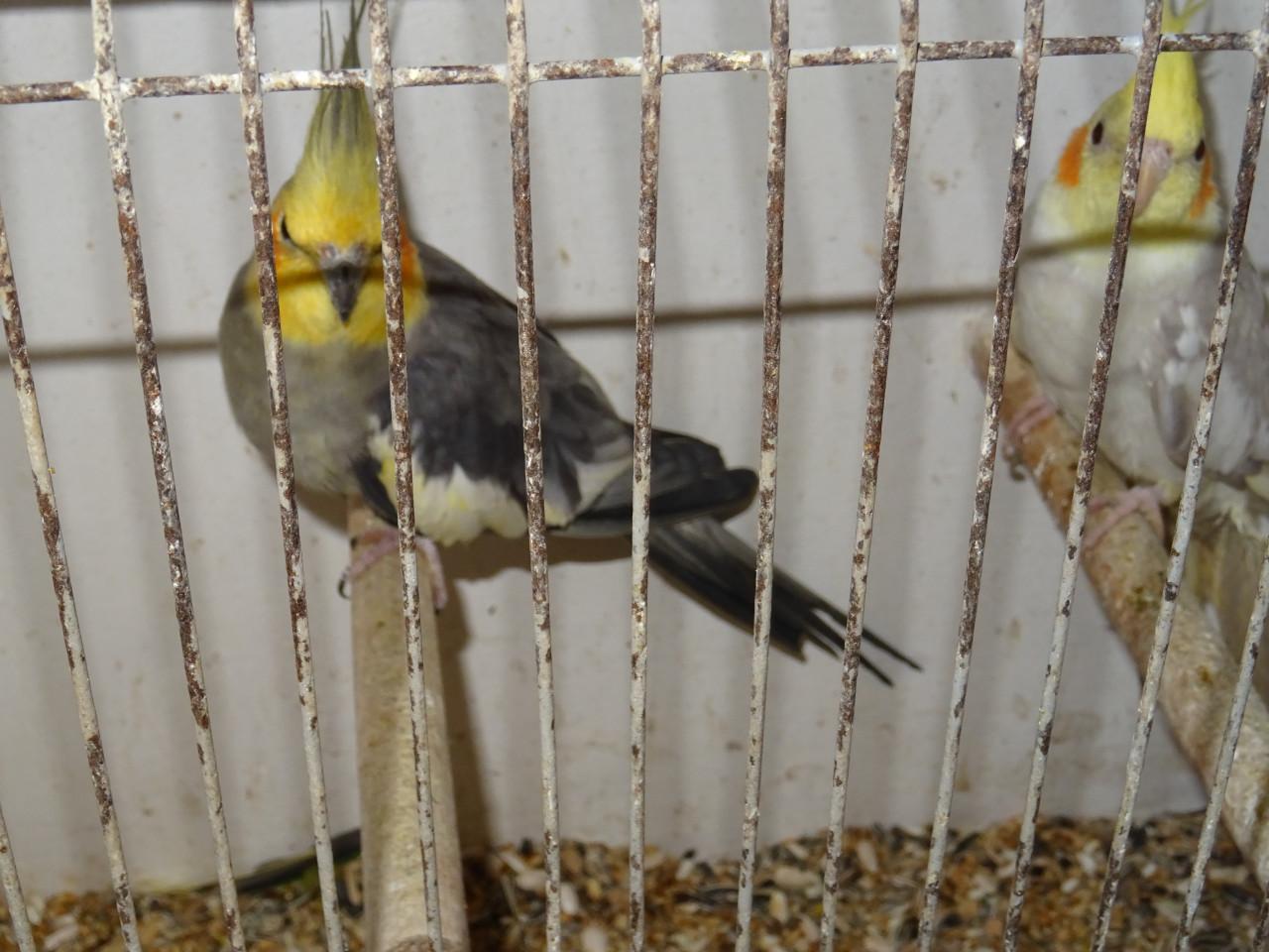 Te koop mooi koppel valkparkieten broedrijp