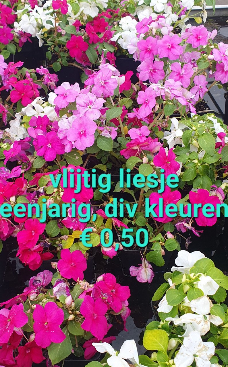 TUINPLANTEN leuke prijzen!