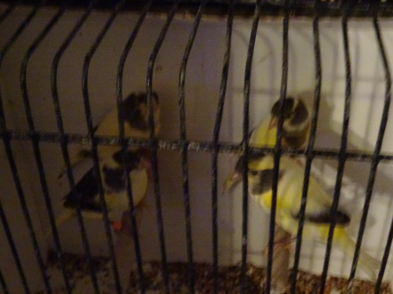 Te koop verschillende kleuren zang of kweek kanaries