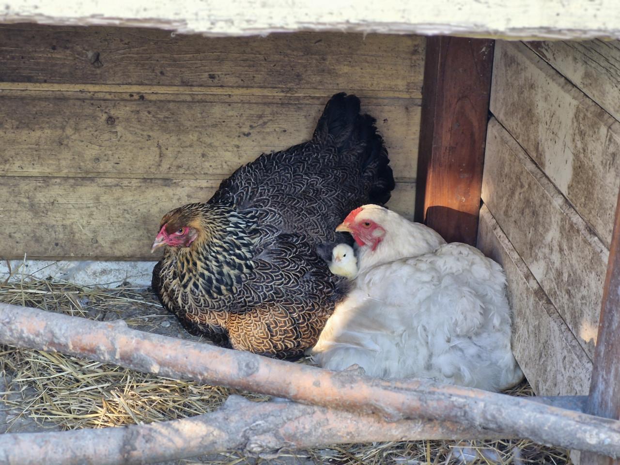 Brahma's