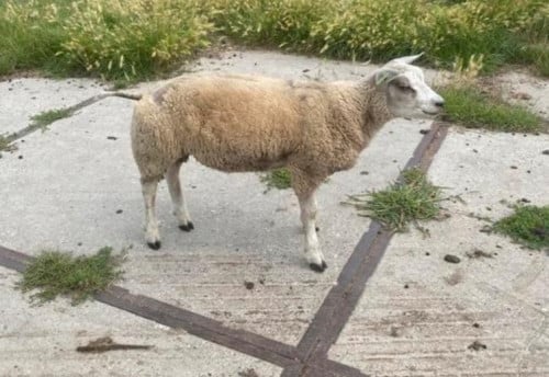 Schaap schapen ram dekram