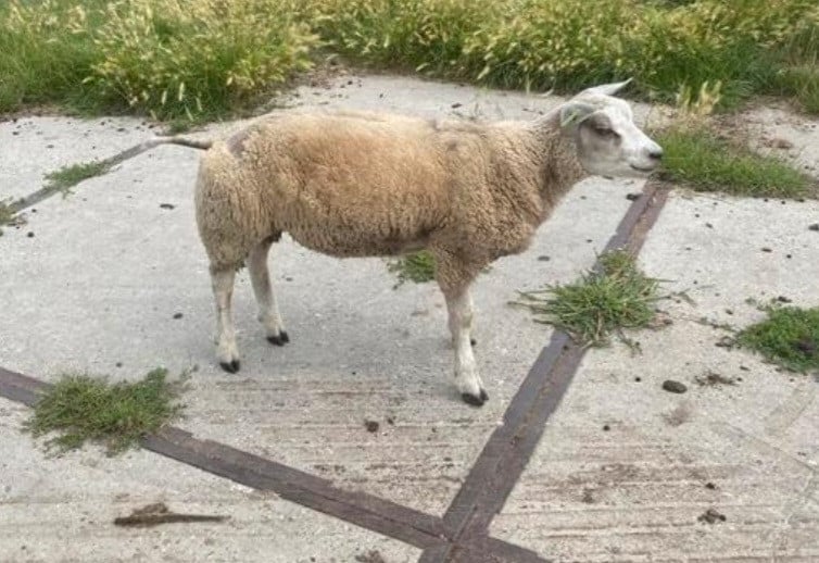 Schaap schapen ram dekram
