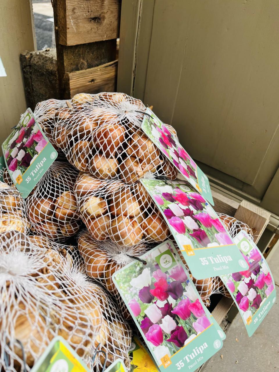 Bloembollen 50% korting!