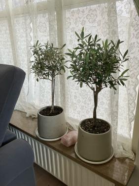 2 stuks olijfboom op stam in aardewerk pot