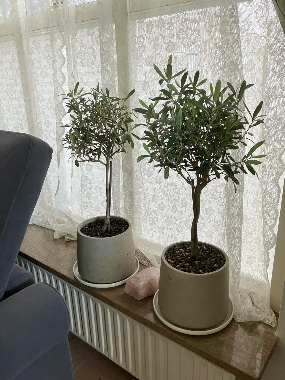 2 stuks olijfboom op stam in aardewerk pot
