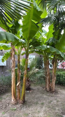 Banenplant musa basjoo
