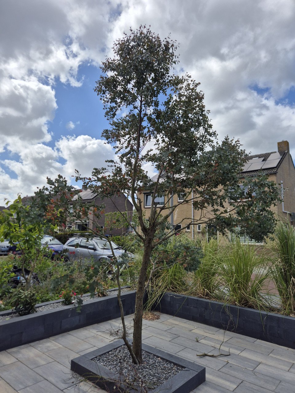 Mooie grote eucalyptus boom