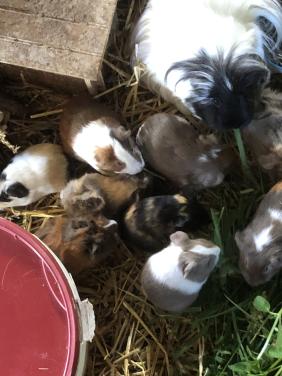 Baby cavia’s!!! Speciale kleurtjes!