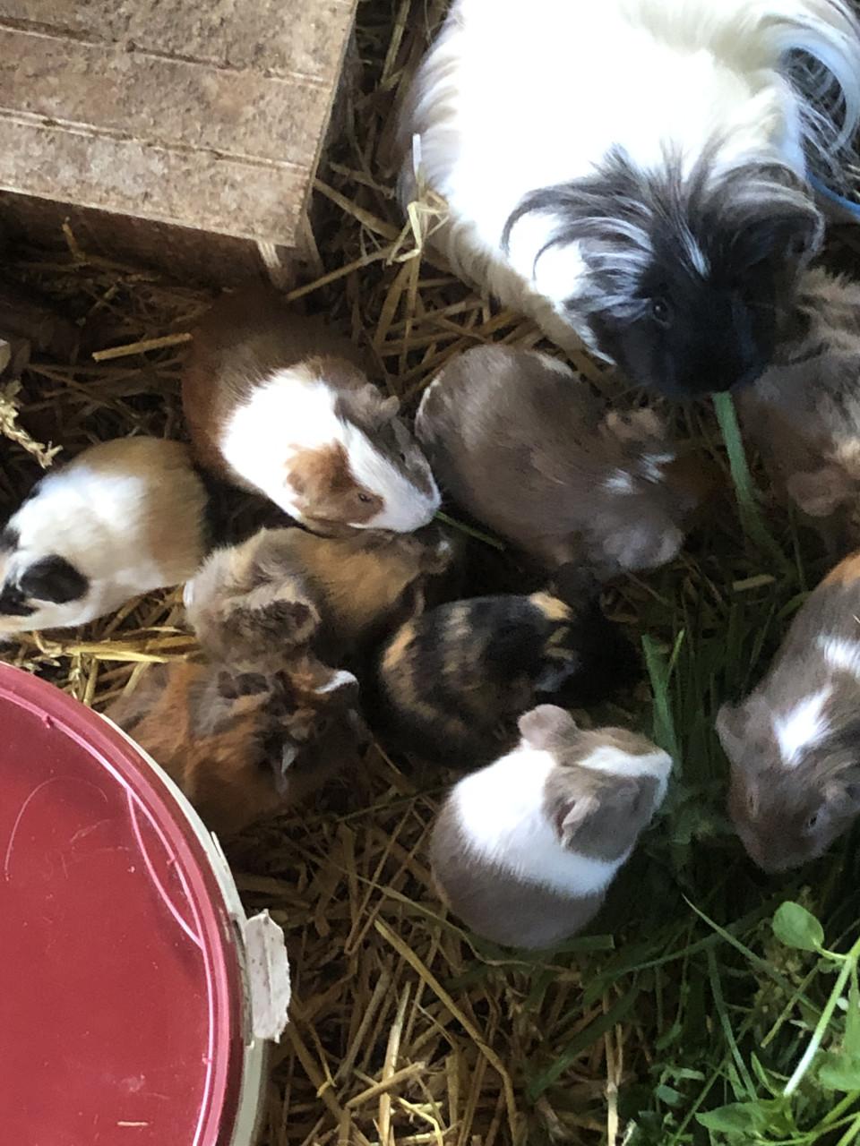 Baby cavia’s!!! Speciale kleurtjes!