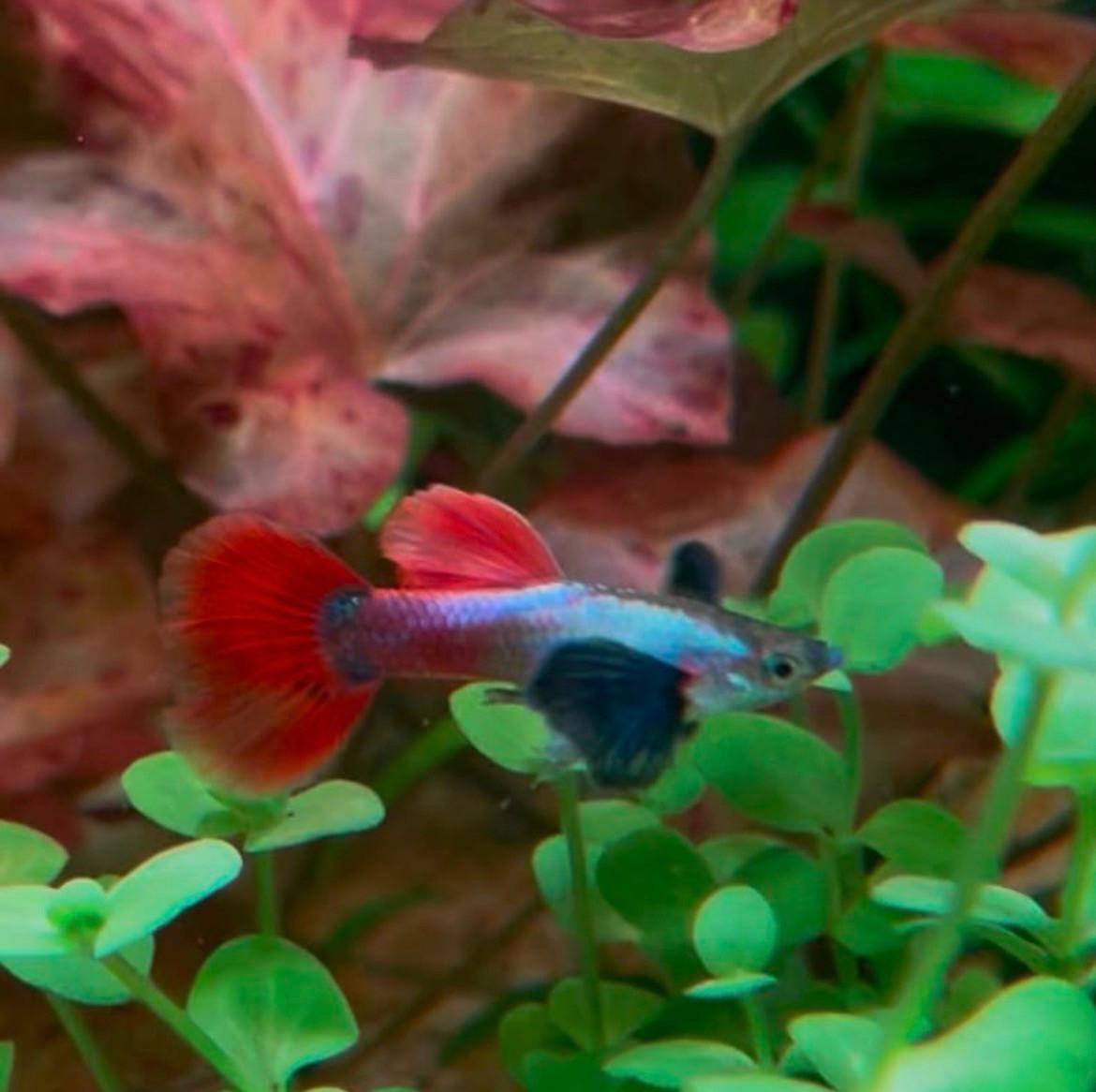 Platinum dumbo ear red tail guppy’s.