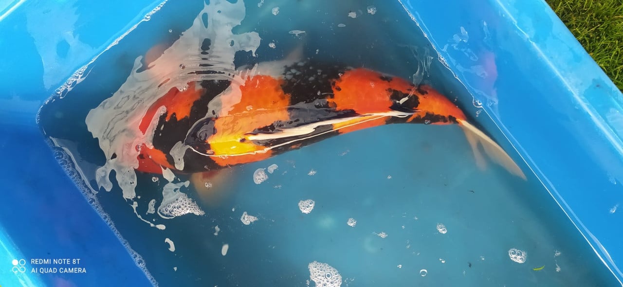 Koi's