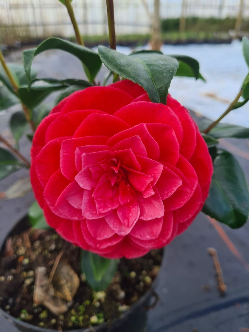 Camelia Principessa Baciocchi ca. 100 cm