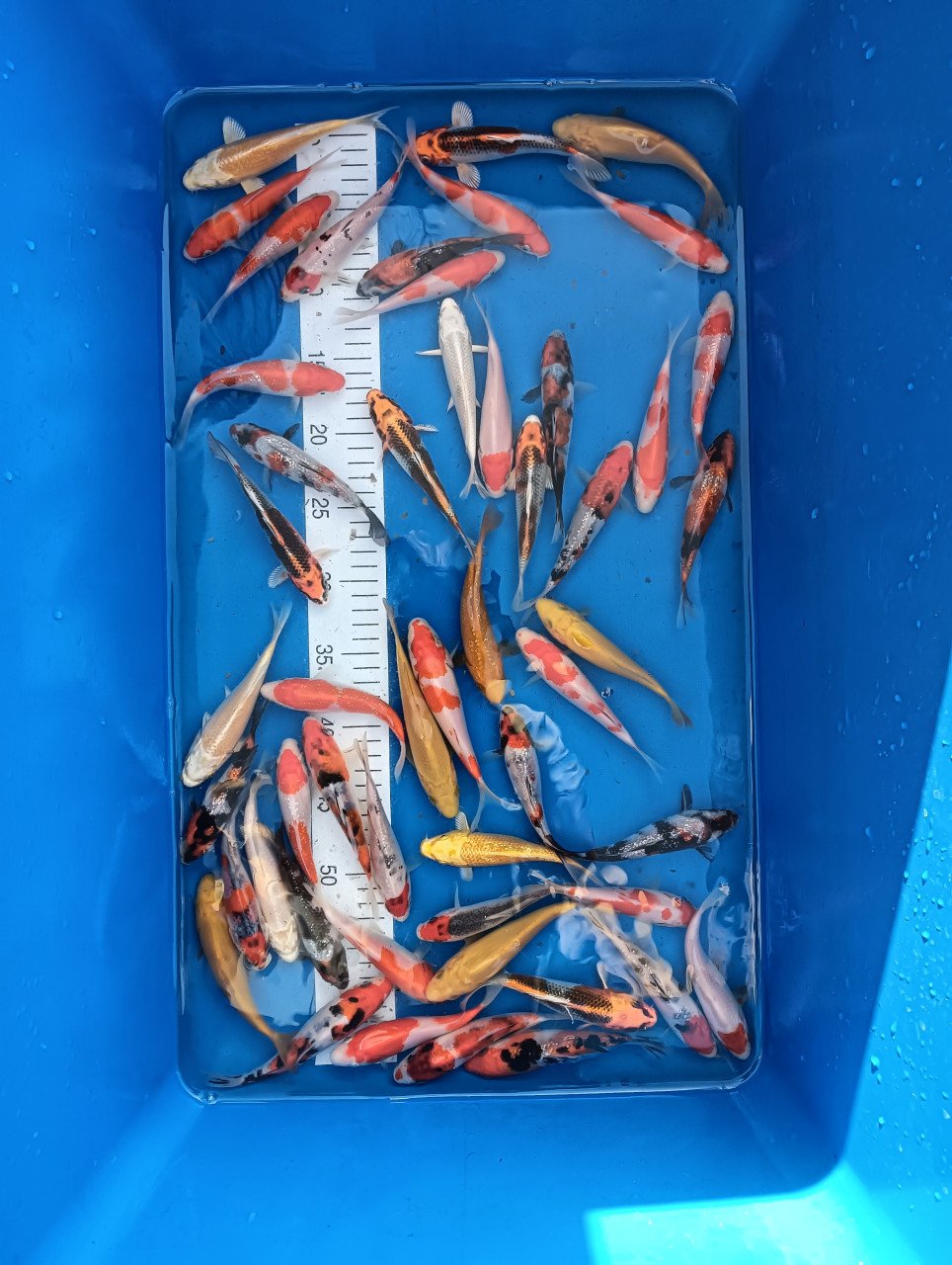 Japanse koi 5 halen 4 betalen mei aanbieding