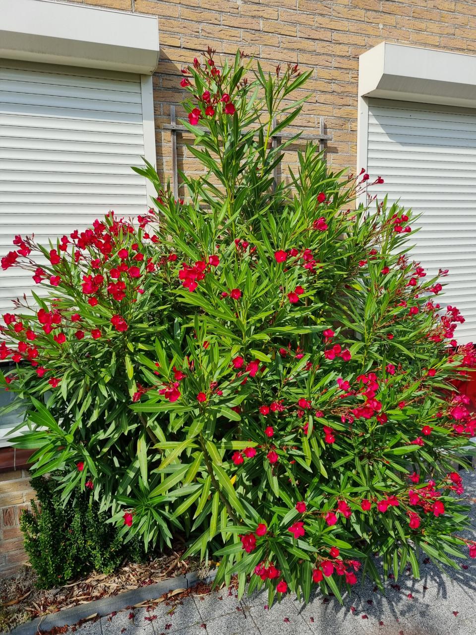 Oleanders
