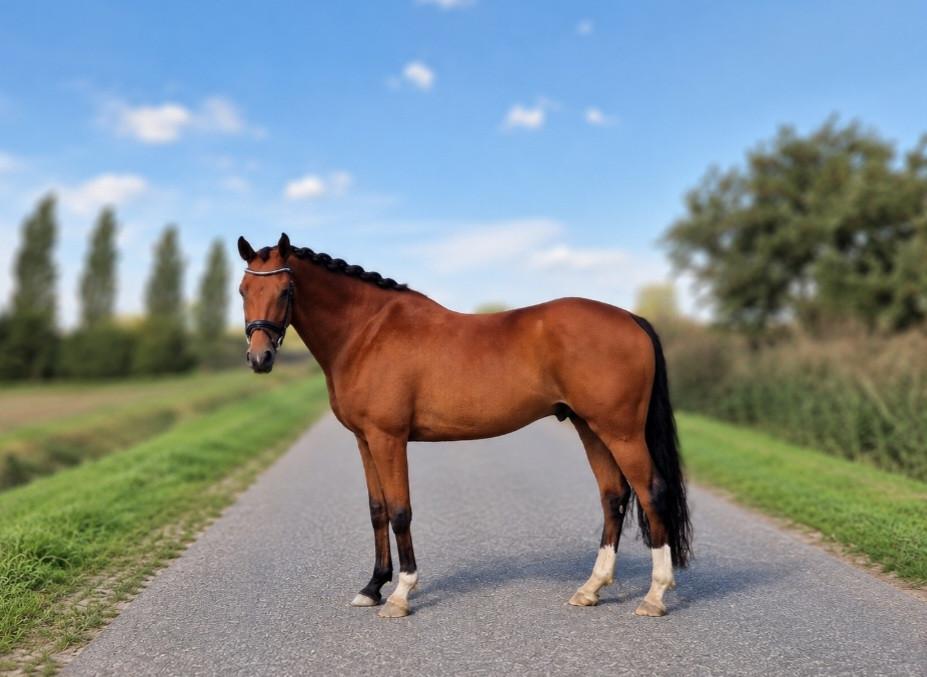 Lieve zangersheide