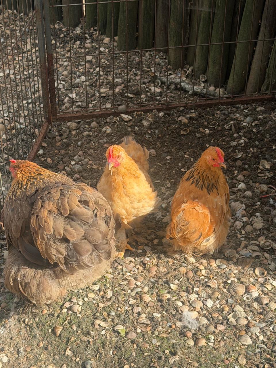 Cochin haantjes 2 stuks