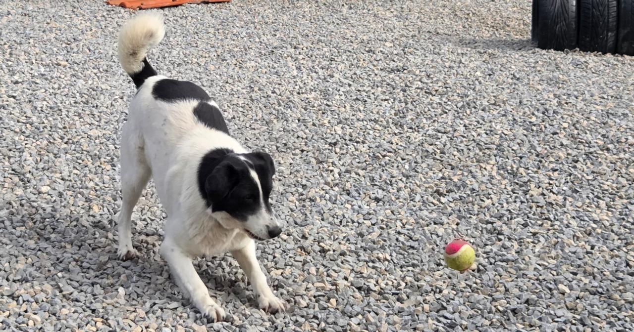 Hond zoekt baasje