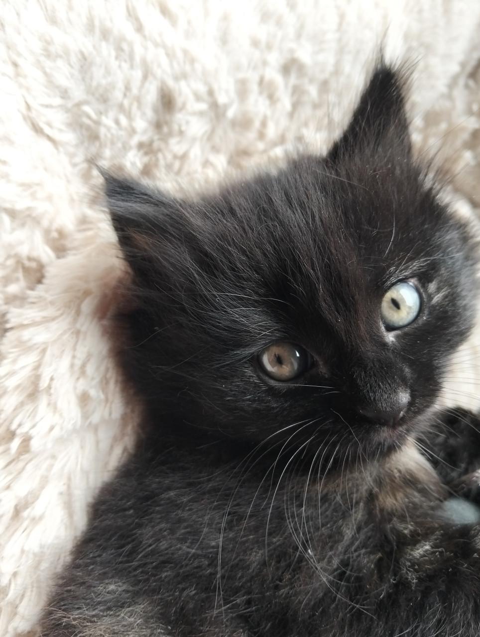 Kitten - vrouwtje