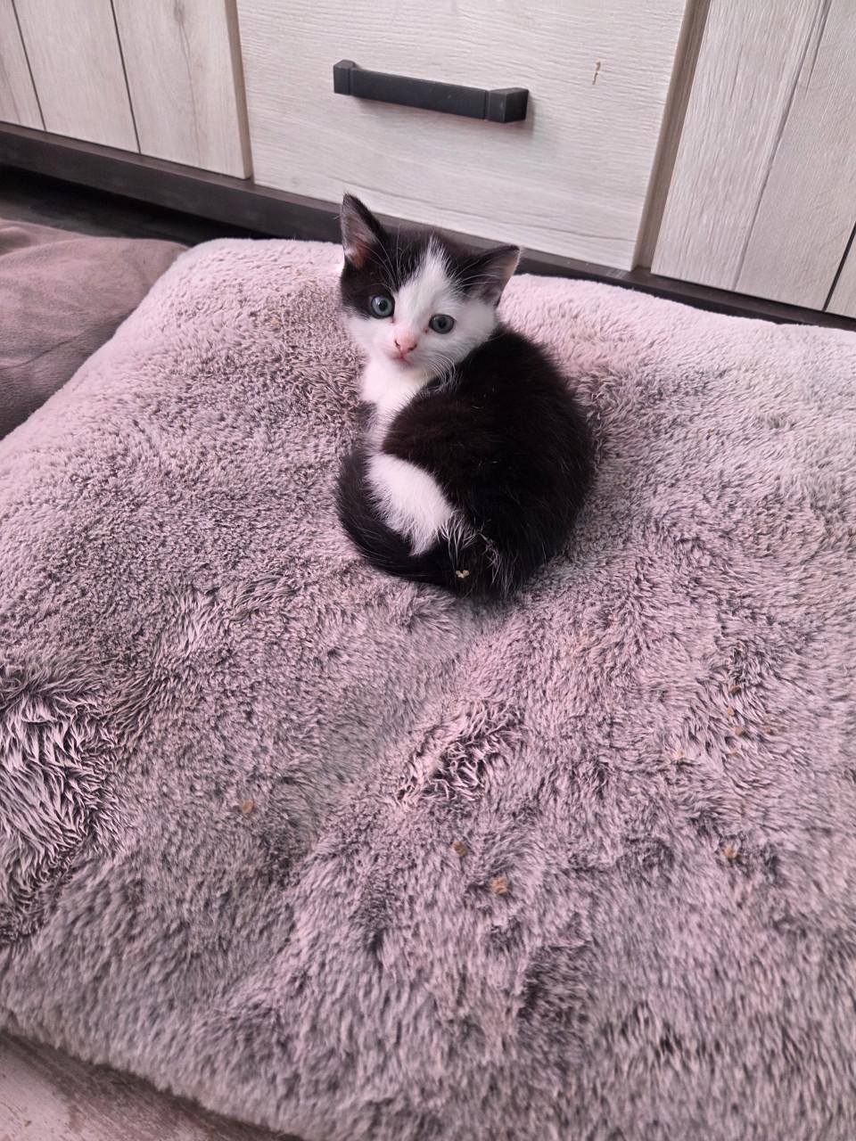 Kittens