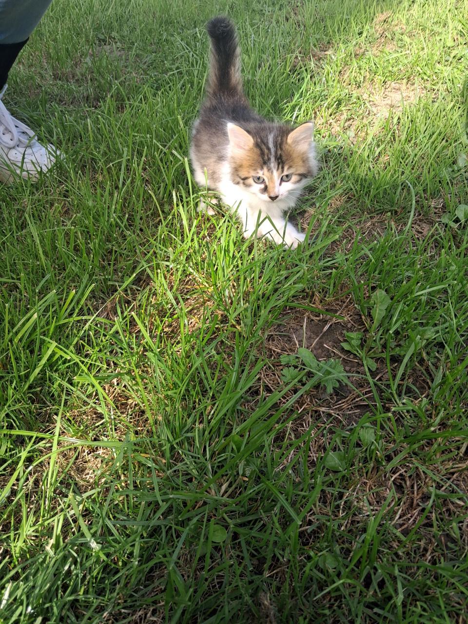 Kittens