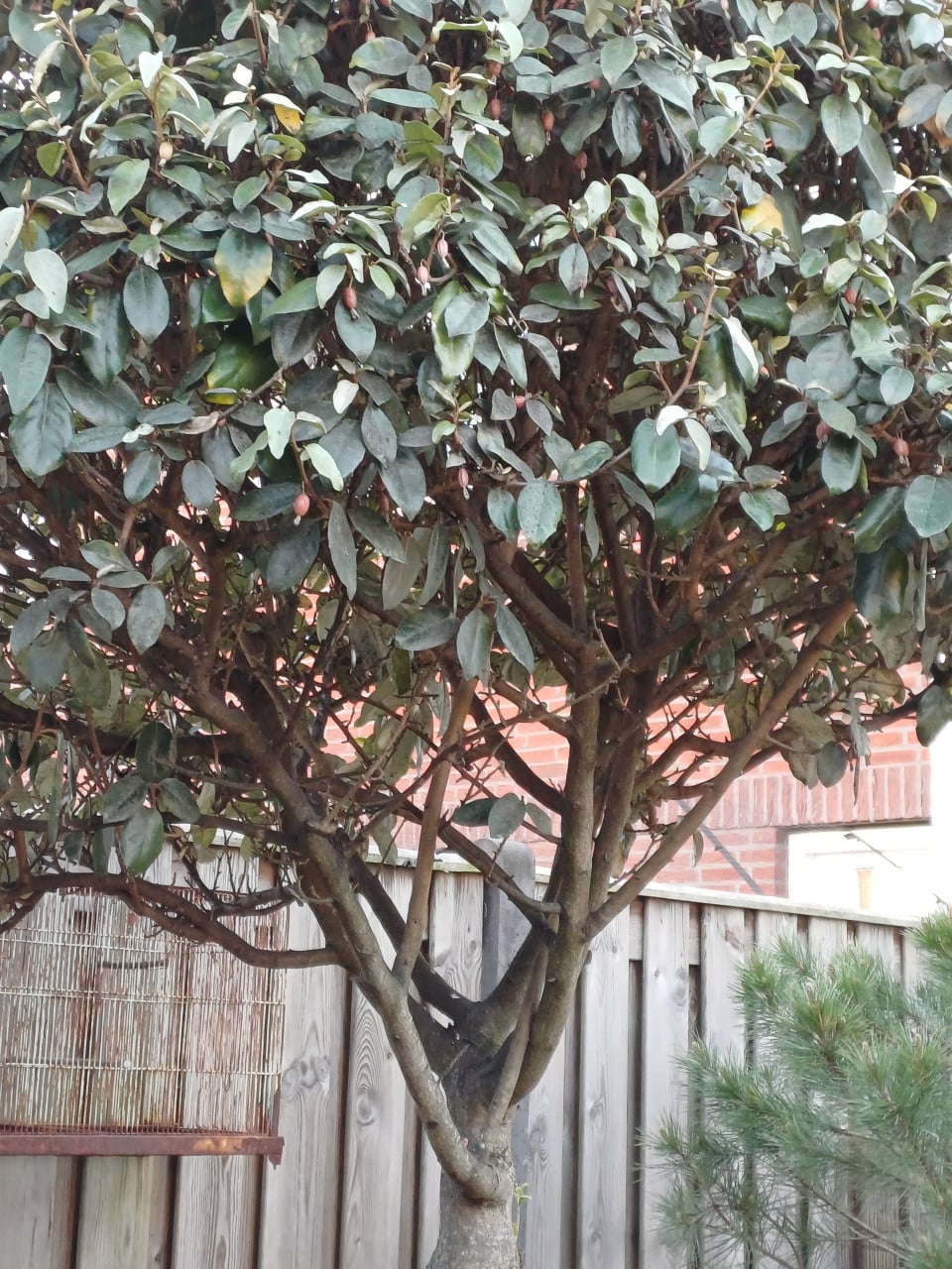 2 x Elaeagnus ebbing