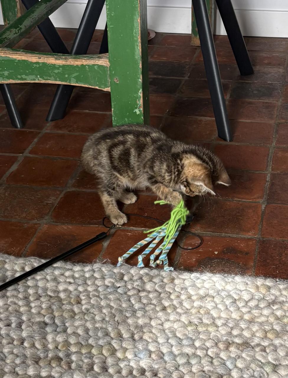 Schattig kitten