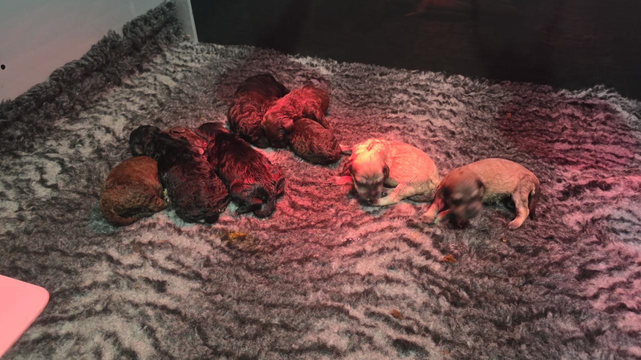 Mooie labradoodles puppies