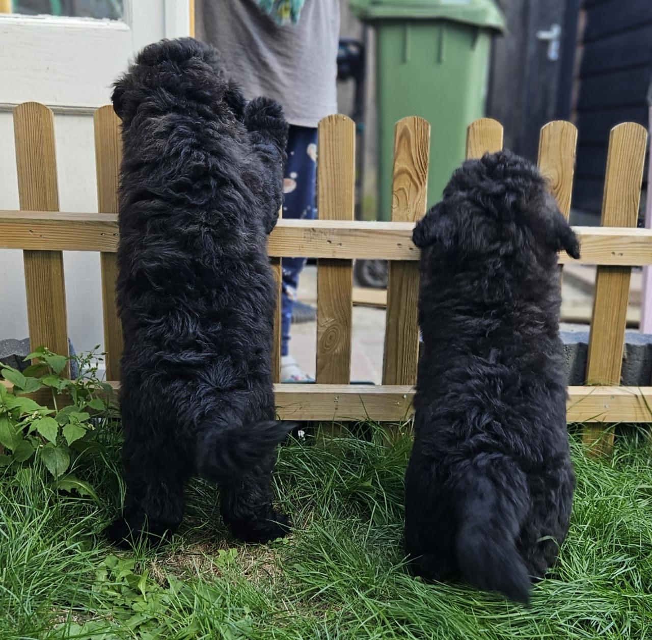Prachtige Bouvier pups