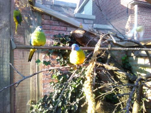 Turquoiseine parkieten