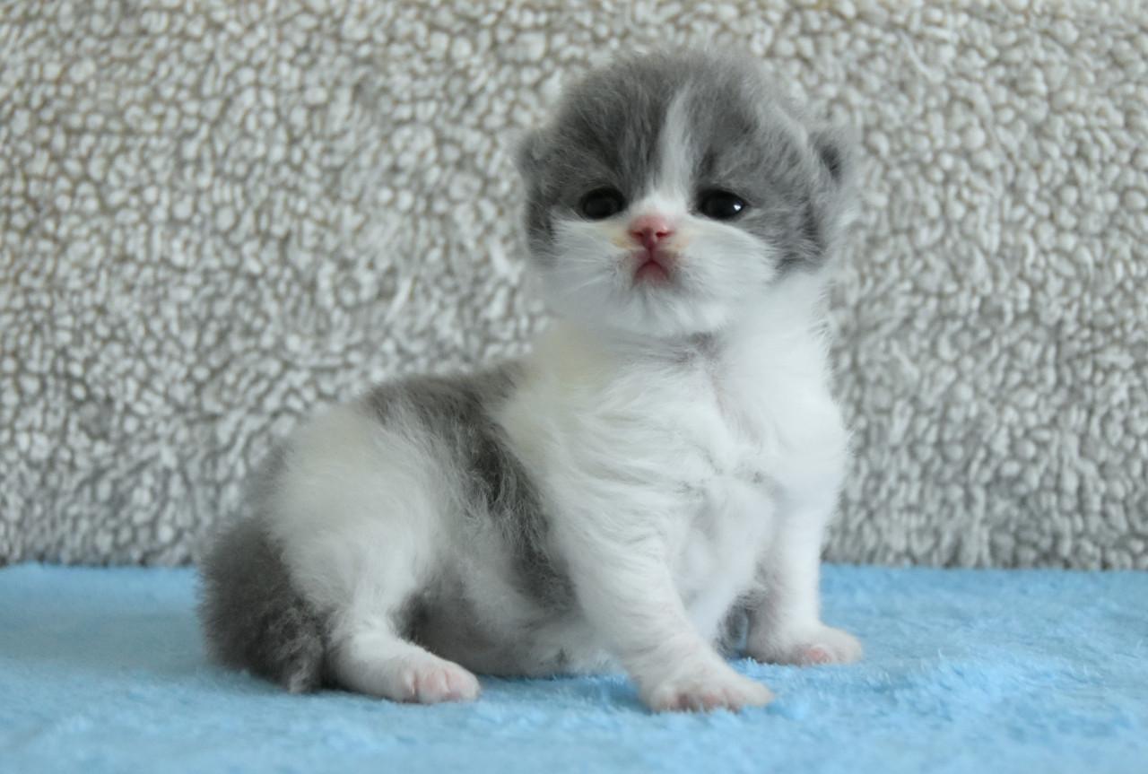 Lief & Ondeugend Brits Langhaartje Chance zoekt personeel!