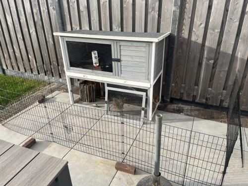 Gecastreerd Frans hangoor konijn incl inboedel