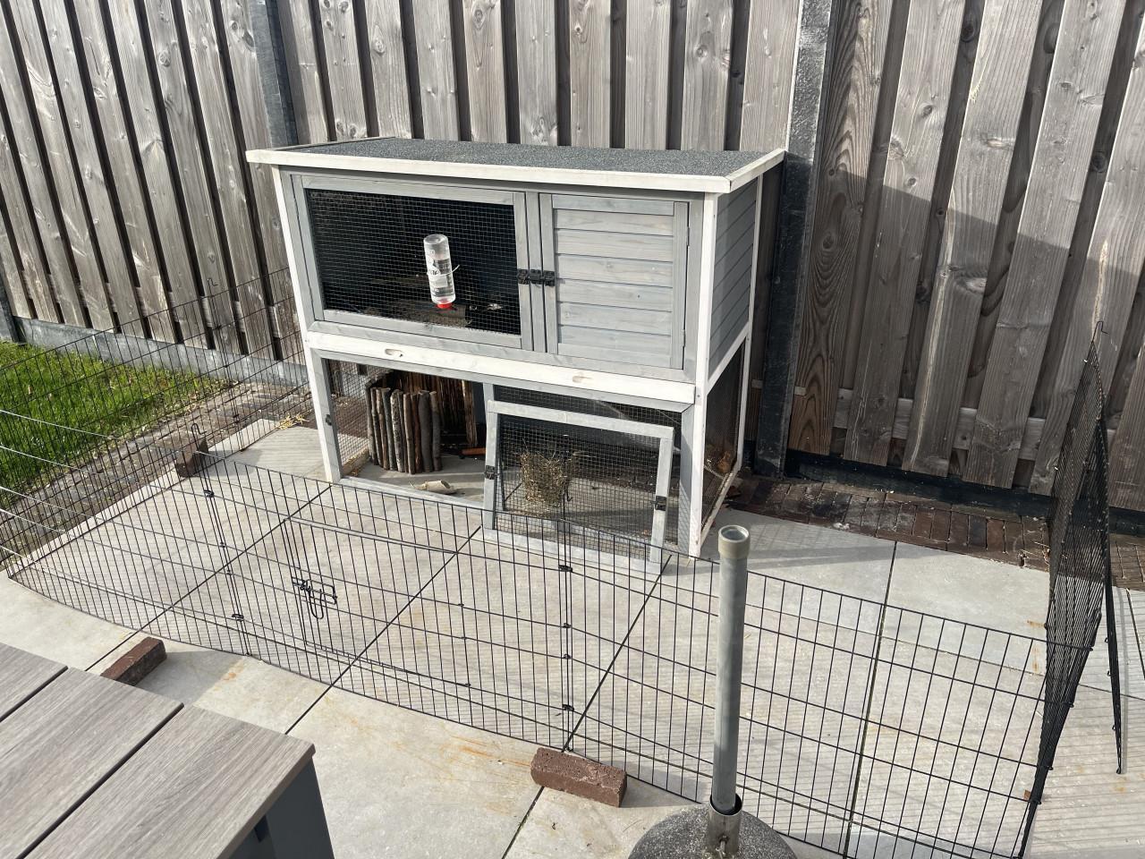 Gecastreerd Frans hangoor konijn incl inboedel