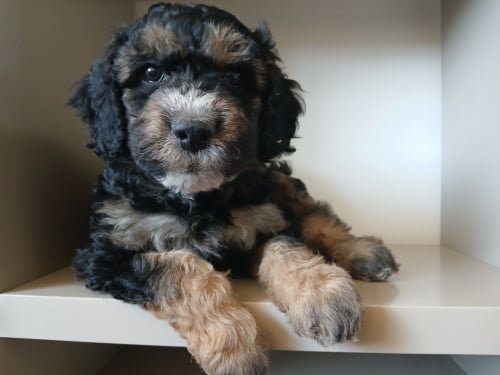 Schattige labradoodle pups op zoek naar een huis