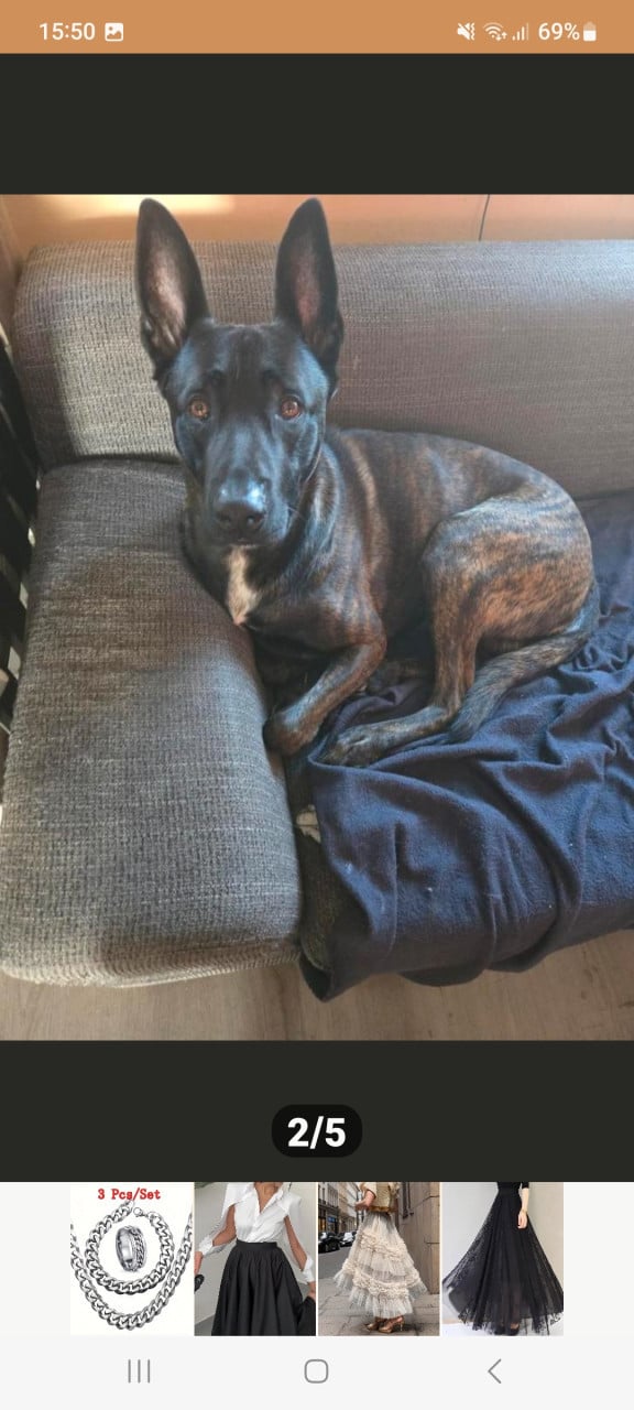 Mechelse herder pup