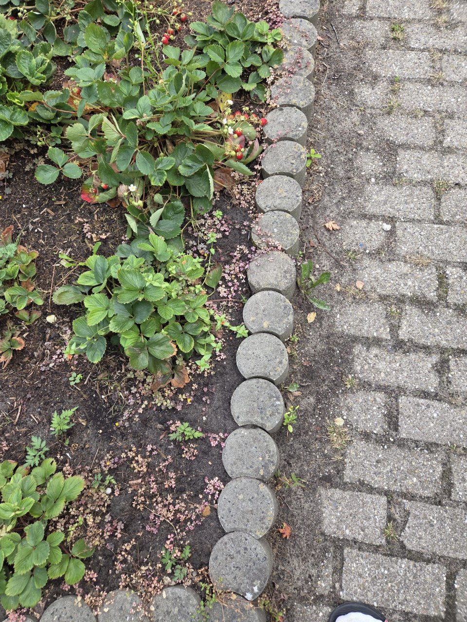GRATIS op te halen, klinkers en borderrand