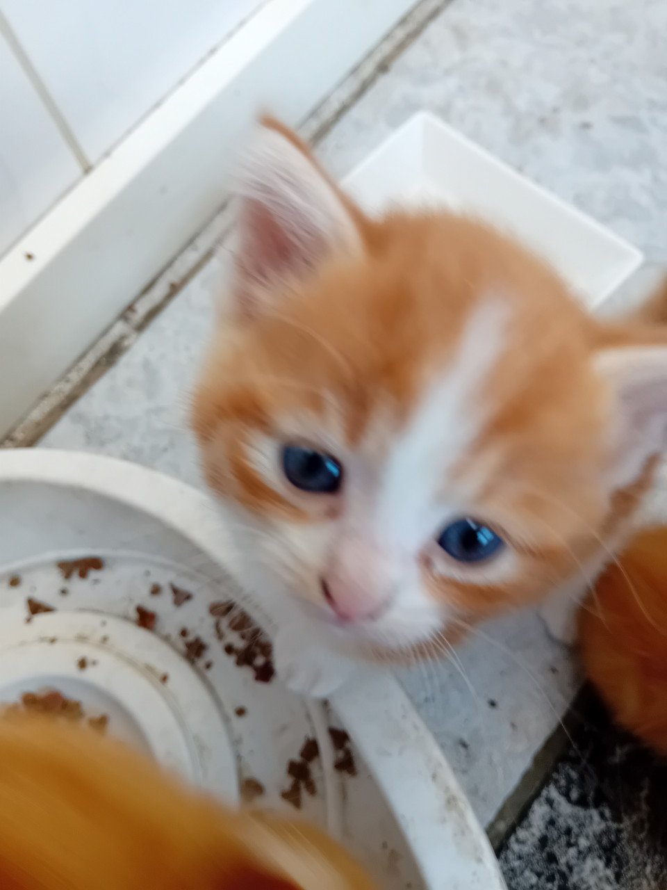 Kittens