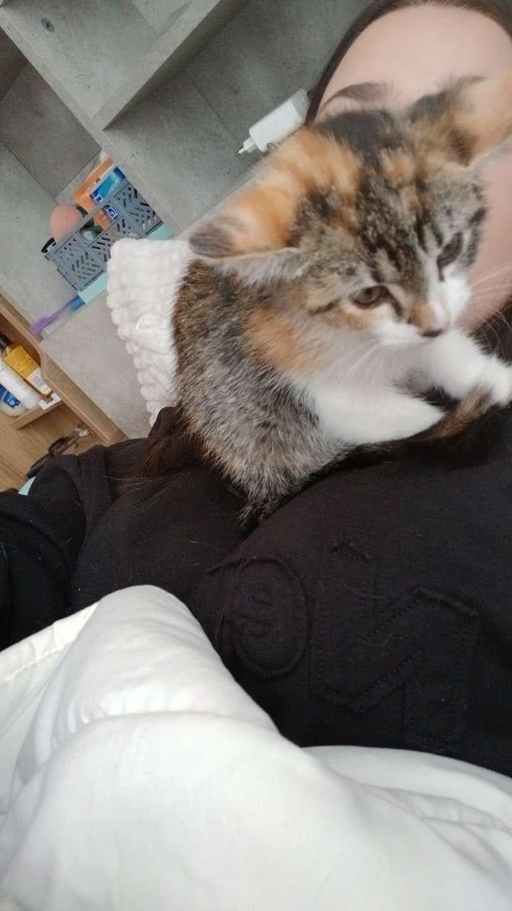 Kitten