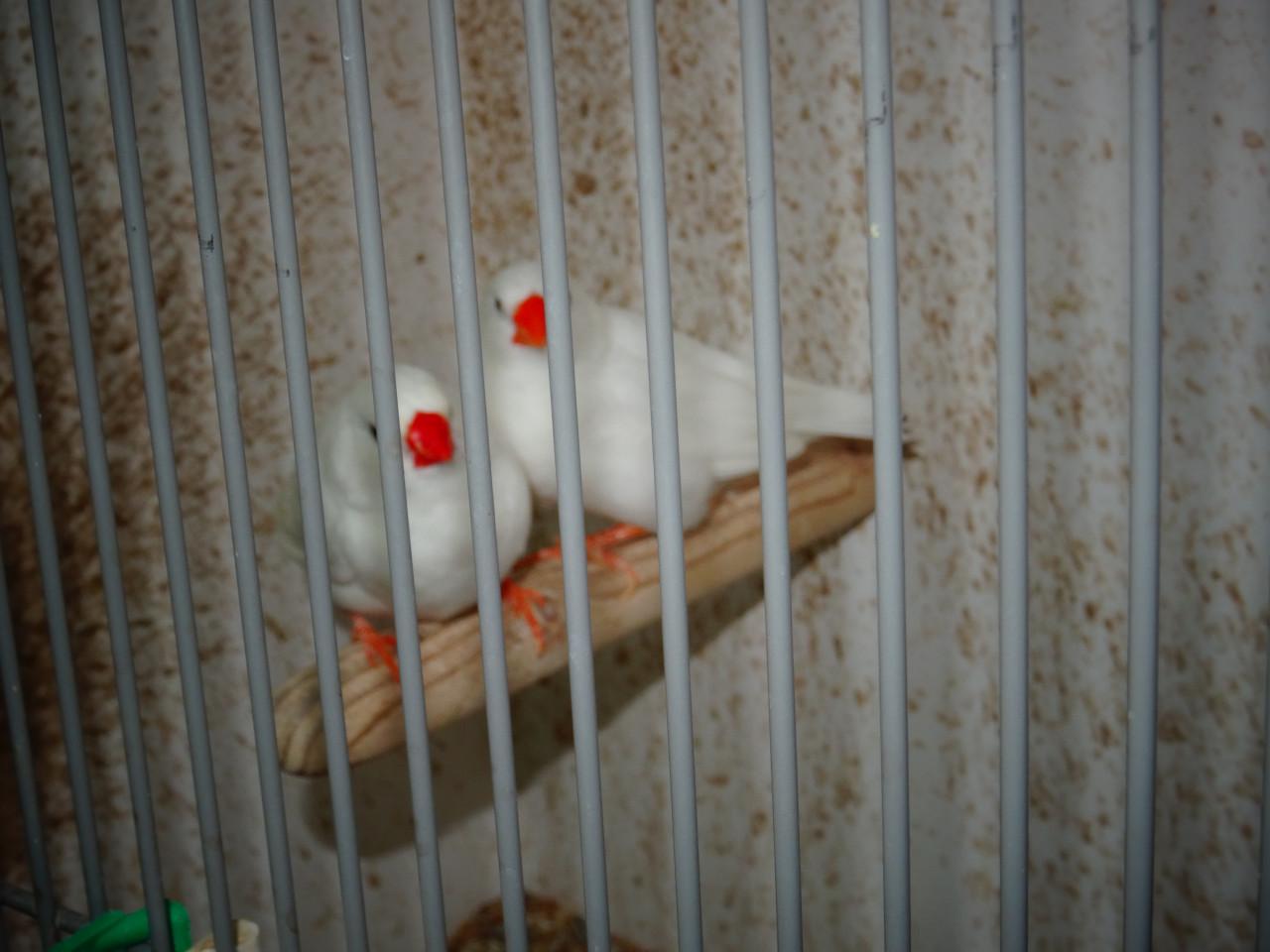 Te koop mooie wat grotere overjarige witte zebravinken €6.00