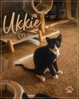 Deze 3 katten zoeken hun forever home!