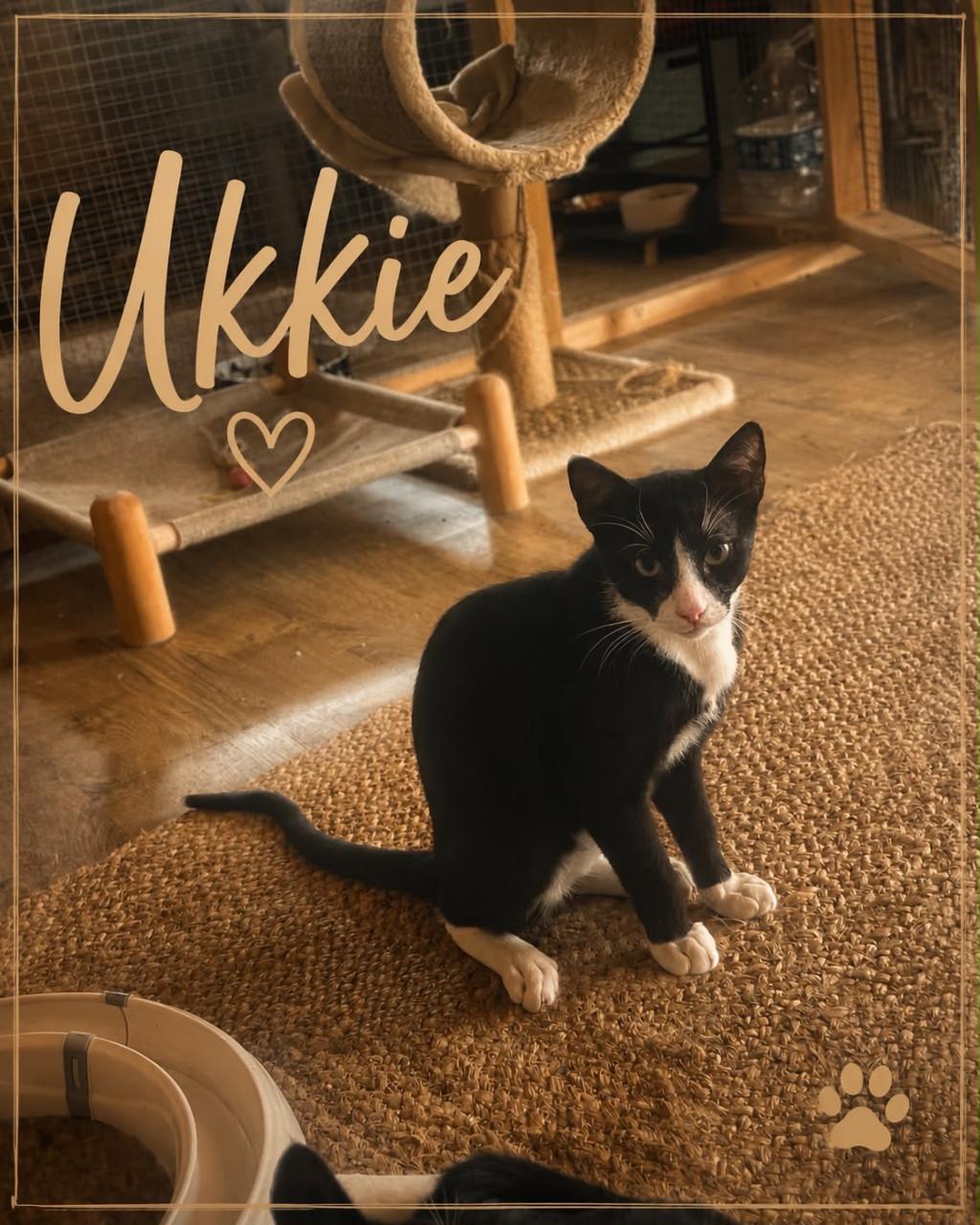 Deze 3 katten zoeken hun forever home!