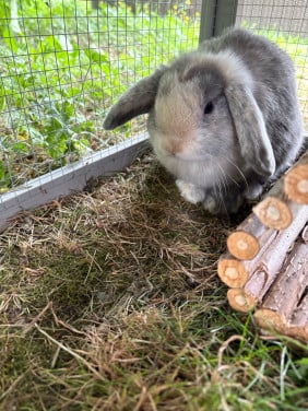 16 weken oud mini lop rammetje