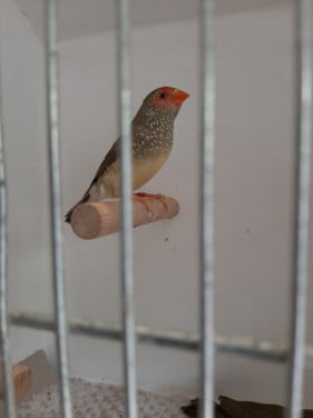 Binzenastrildepop