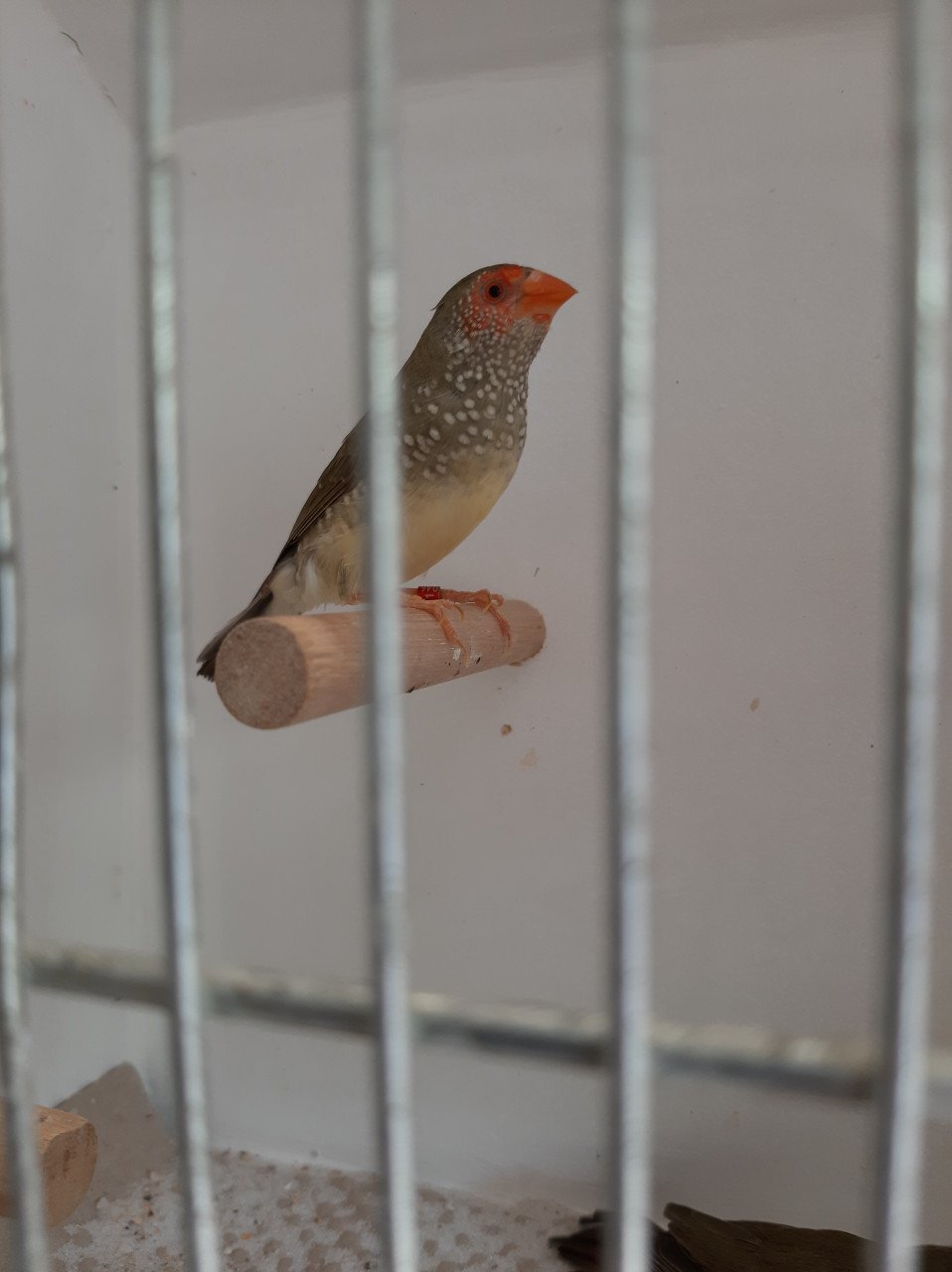 Binzenastrildepop