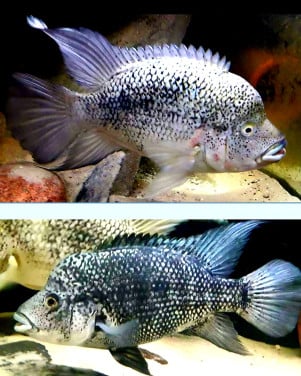 Hatiensis cichliden
