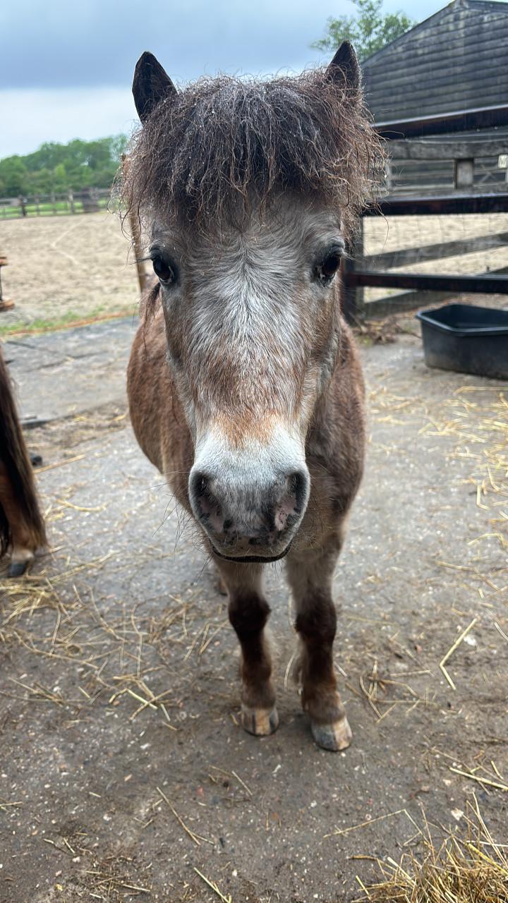 Verzorger gezocht voor mini pony’s 🐴